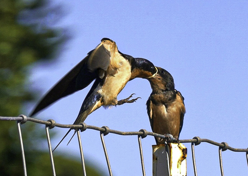 Barn Swallows Feeding