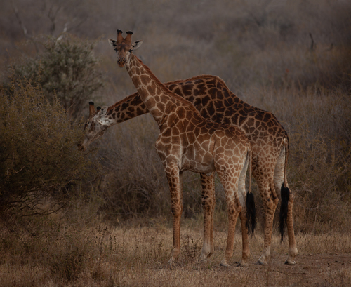 Madikwe Giraffes