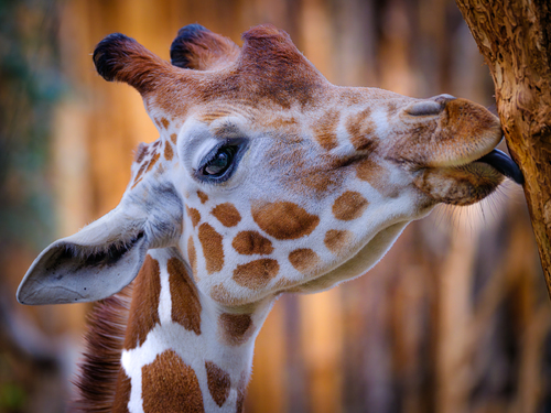 Giraffe at lunch