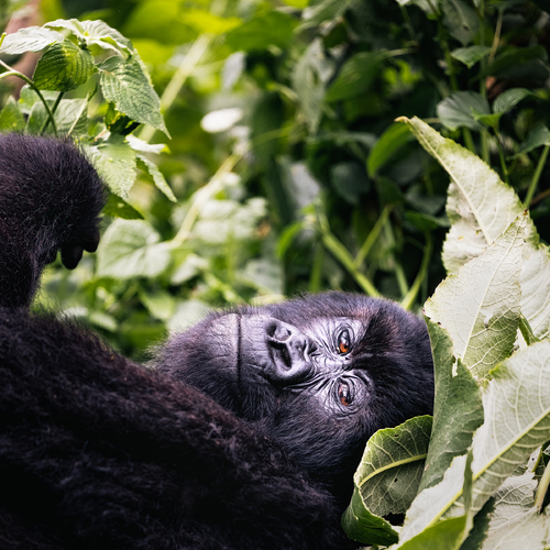 Heart of Africa