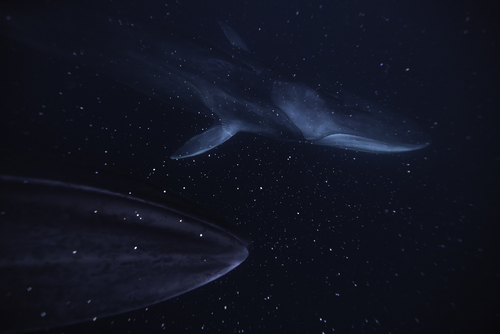 Starcruisers