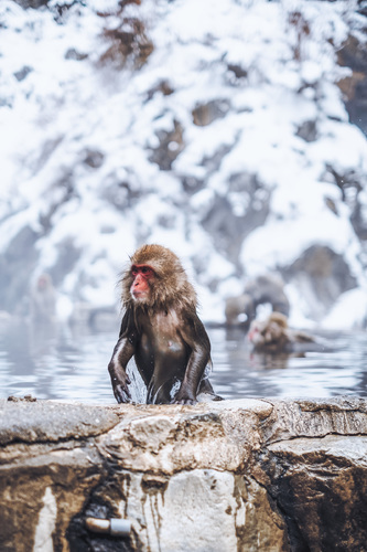 Japanese Macaque