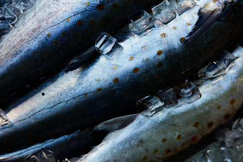 Mackerel