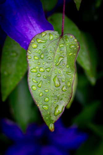 Rain