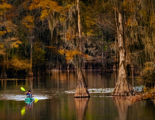 Caddo Lake Bayou, Texas, USA
