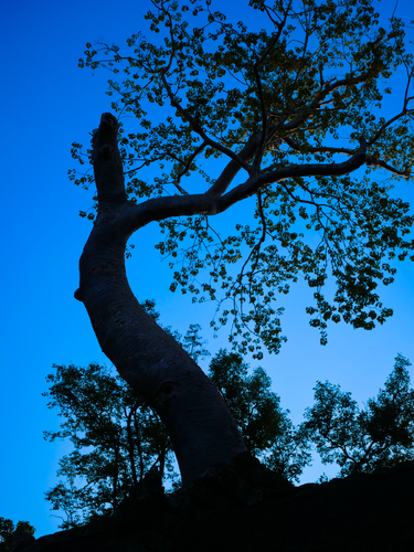 Deep Rooted