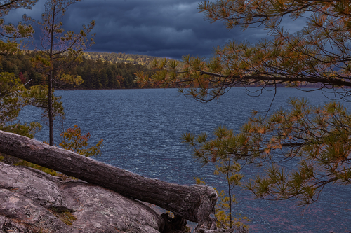 Thomson's fallen Jack Pine