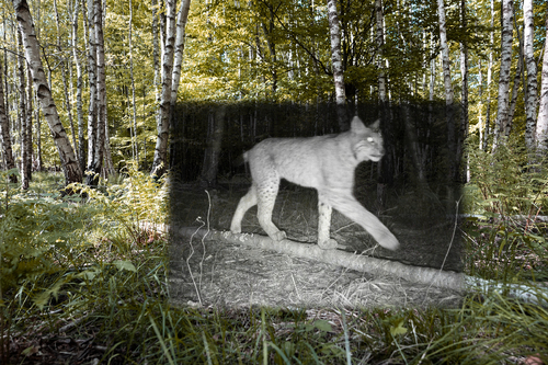 wild-art-surveilance