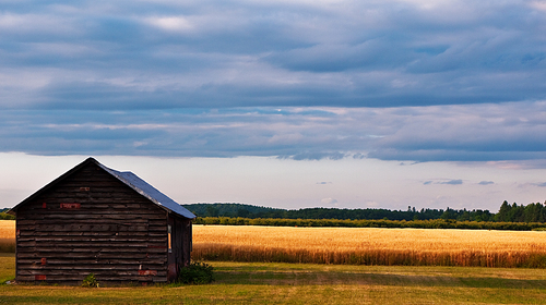 Fields of Gold