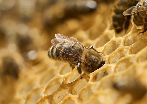 Honey Bee