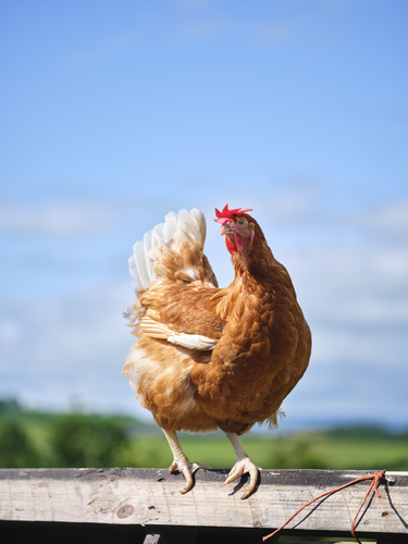 Chicken
