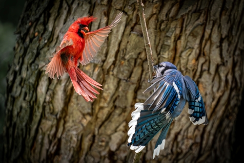 Pecking Order
