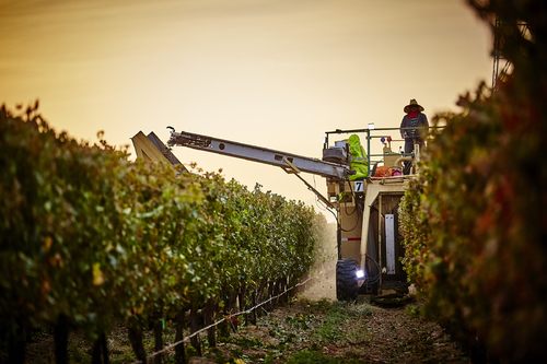 Grape Harvest During Fire Season