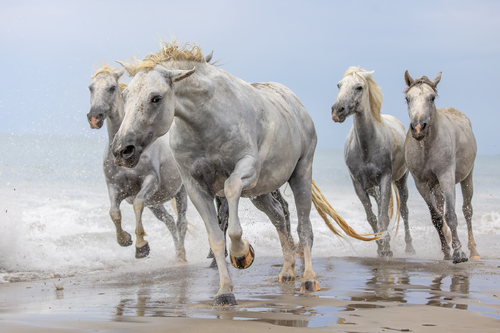 Salvador's horse 01