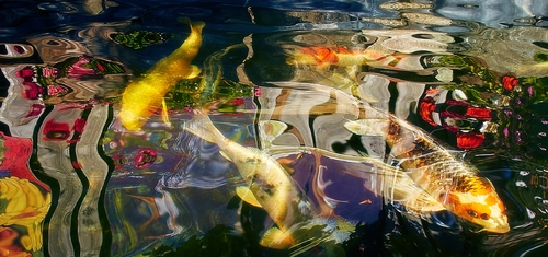 Koi #1