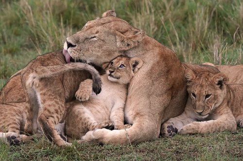 A Mother's Love