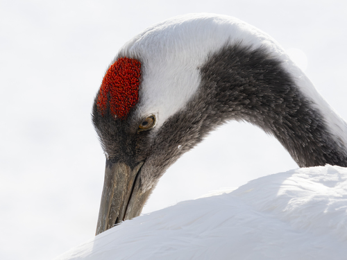 Red-Headed Beauty