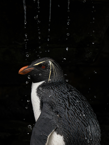 Rockhopper Shower