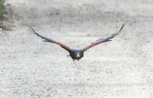 In Flight