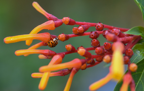 Lady Bug