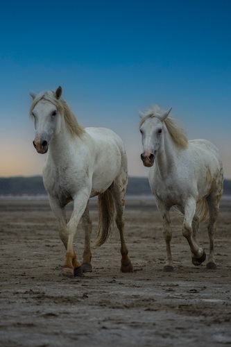 Camargue horses