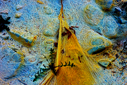 Fibers