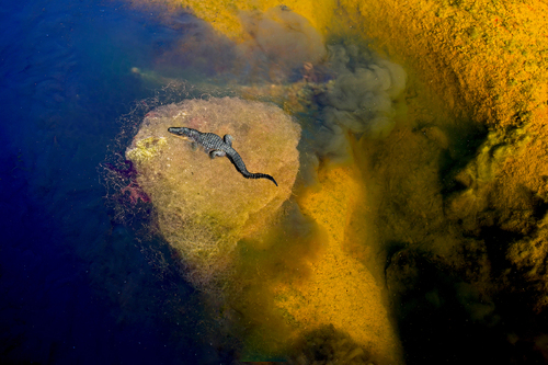 Crocodile
