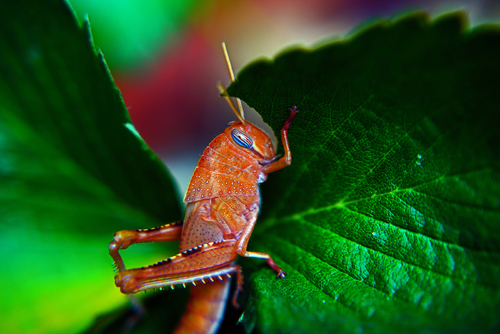 Grasshopper