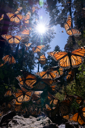 Monarch Butterflies