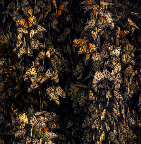 Monarchs Sleep