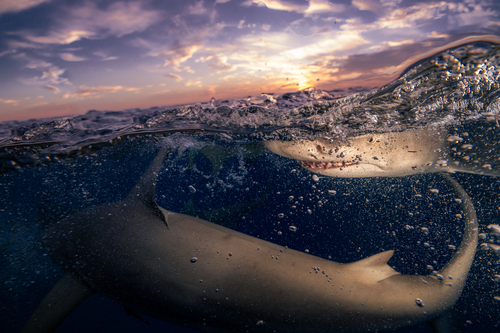 Lemon Shark frenzy