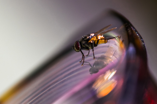 Fly