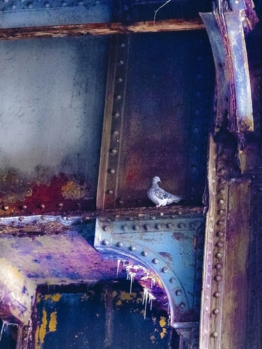 Monmouth Street pigeon