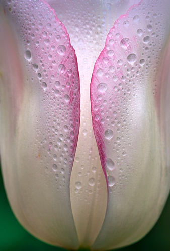 Tulip