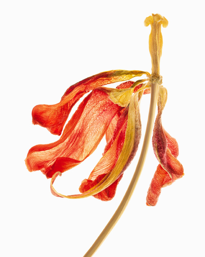 Dance of an Aging Tulip