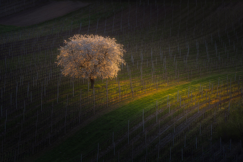 The Cherry Tree