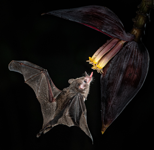 Ready to Savor the Nectar