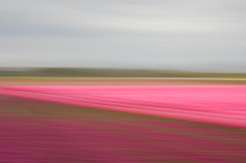Tulipfields
