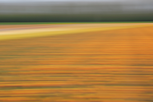 Tulip landscape