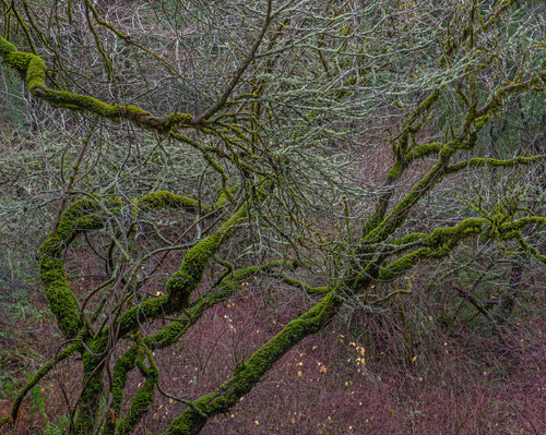Winter branches