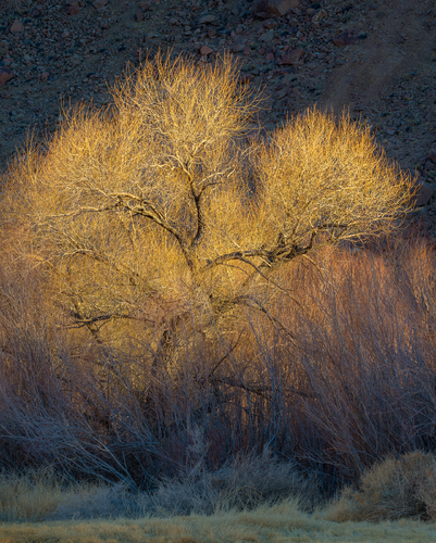 Cottonwood fire