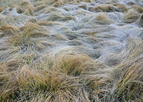 Frosted fall grasses