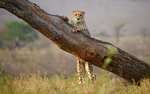 Forlorn