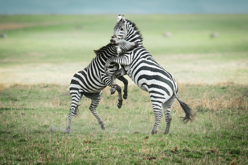 Zebras