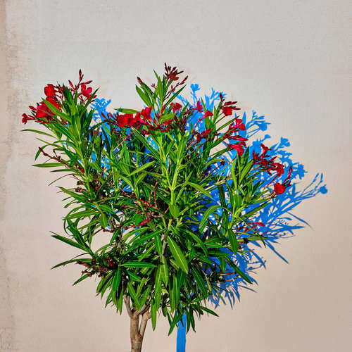 Porch Flowers