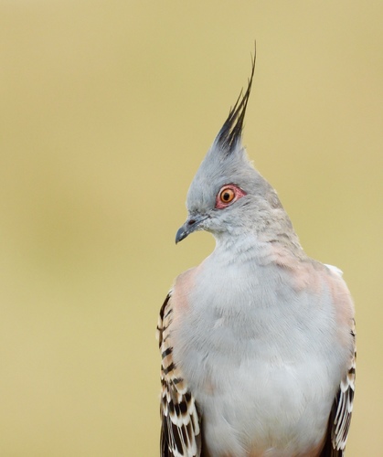 Crested Pigeon 