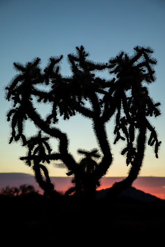 Borderland Plants #1