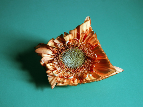 Still Flower
