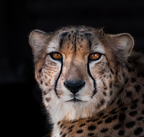 Intense Focus