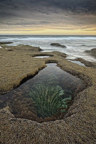 Sea Garden